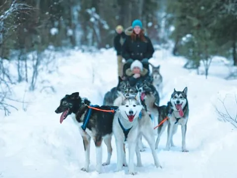 Husky Sled Ride in Levi 2km or 5km from Levi