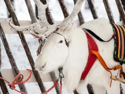 Levi: Lapland Reindeer Safari