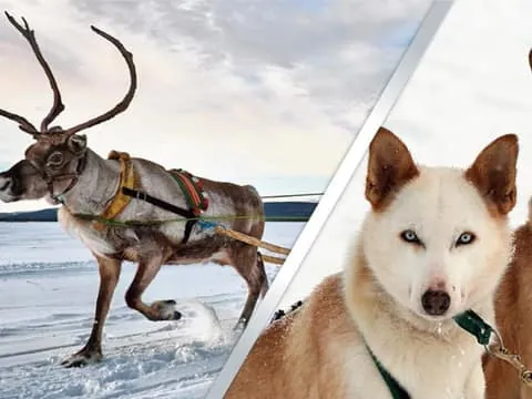 Levi: Lapland Reindeer and Husky Safari