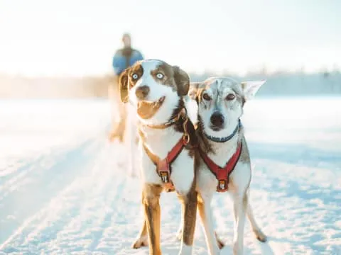 Apukka Husky Adventure 6km, self-driven