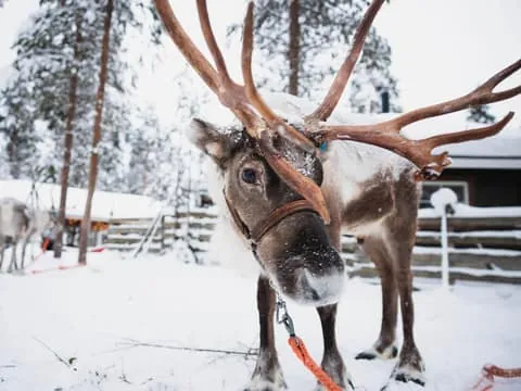 Snowmobile Tour and Reindeer Experience