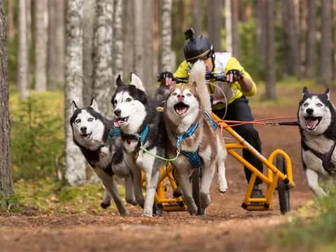 Autumn Husky Safari Adventure