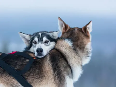 Levi: 7 km Self-Drive Husky Sledding Adventure