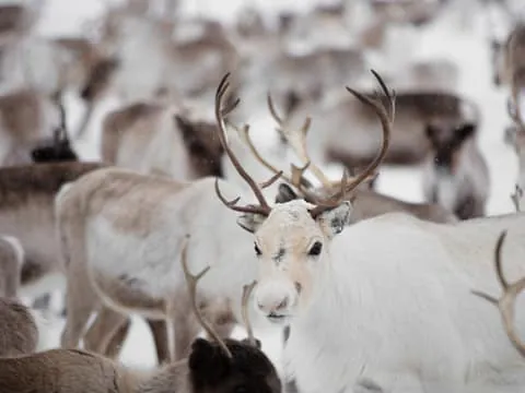 Levi: Traditional Reindeer Husbandry Experience