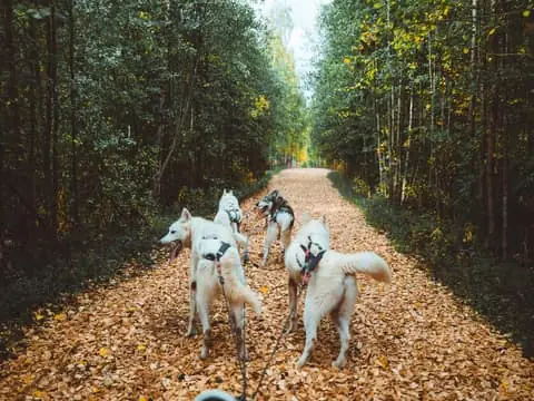Autumn Husky Ride on Wheels