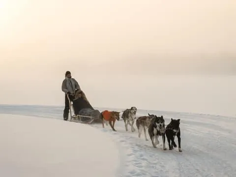 Daytime Husky Safari