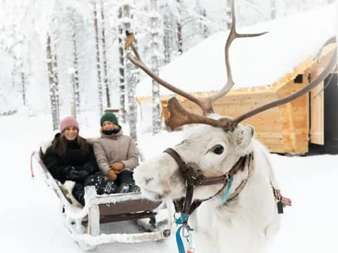 Daytime Reindeer Sleigh Ride