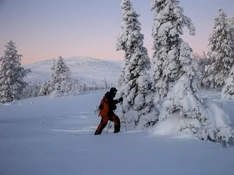 Levi: Private Pallas-Yllästunturi National Park Snowshoeing