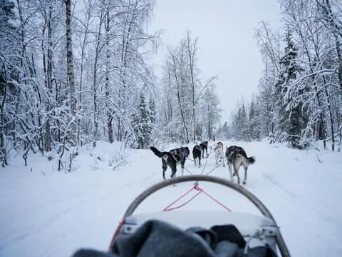Levi: Self-Drive Guided Husky Tour