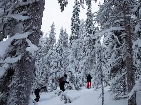 Levi: Private snowshoeing tour in Levi