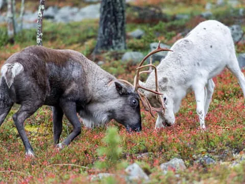 Summer Reindeer Farm Experience