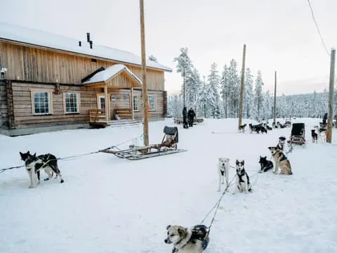 Running with the Pack, 5km Husky Ride and a Kennel Tour
