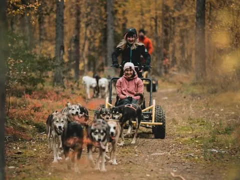 Levi: Husky cart tour – Midnight Sun & Autumn Northern Lights