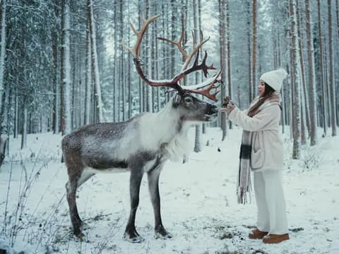 Reindeer Farm Visit with Photographer