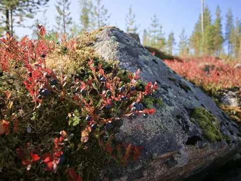 Rovaniemi forest foraging adventure: Pick, Prepare, Savour