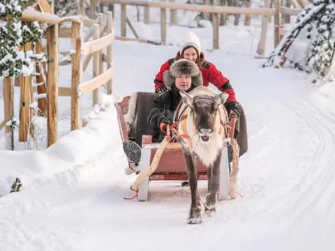 Reindeer Safari & Sled Ride with Sámi Heritage