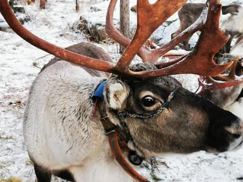 Santa's Reindeer and Husky Safari with Aurora BBQ