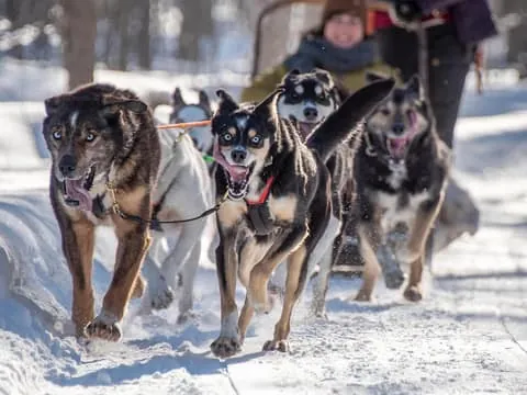 Levi: Arctic Combo – Husky & Reindeer Ride