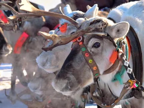 Levi: Reindeer Sleigh Ride Tour in Snowy Forest