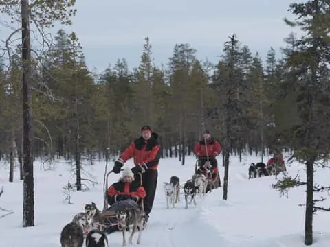Levi: Evening Husky Sled Ride under the Northern Lights