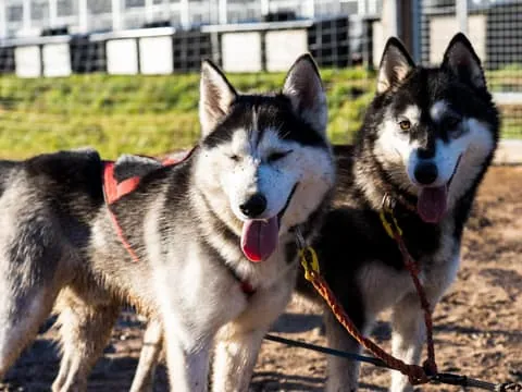 Drive Your Own Husky Team (5-8 km) & BBQ