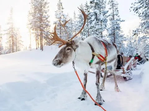 Levi: Lappish Reindeer Sled Ride 3 km
