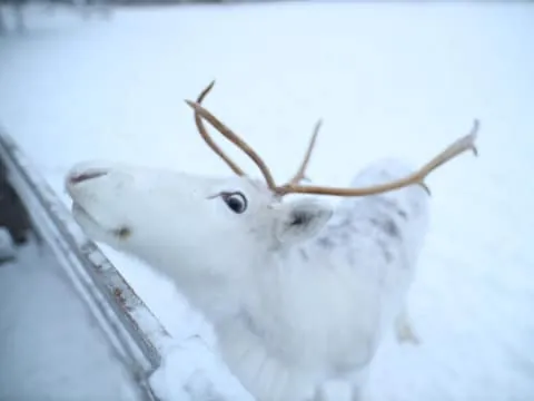 Husky and reindeer farm visit with sleigh rides