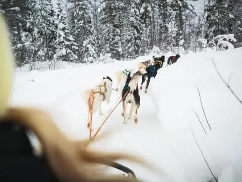 4-5 km Self-Drive Husky Sled Through the Forest