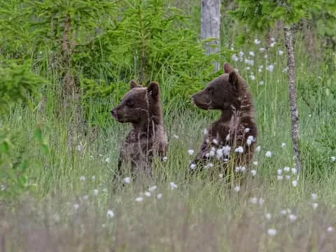 Bear-watching evening