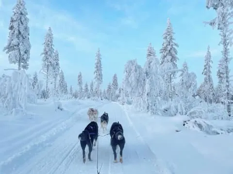 Husky Farm Visit & Sled Ride Experience