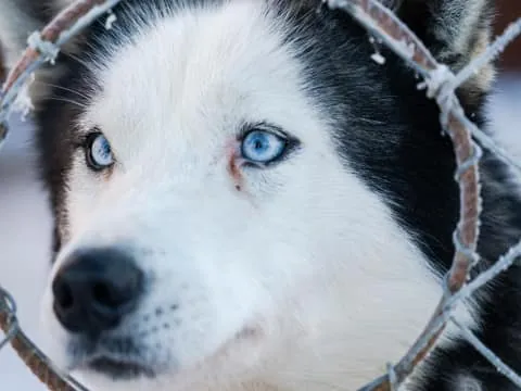 Levi: 2 km Thrilling Husky Sled Ride