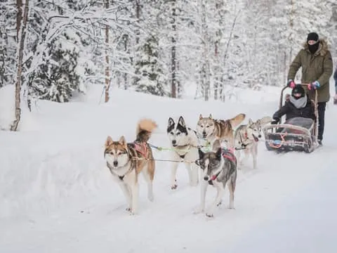 Levi: Forest Troll – Two-day Husky safari