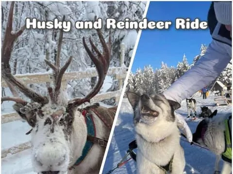 Levi: Ultimate Combo! Husky Safari & Reindeer Sleigh Ride