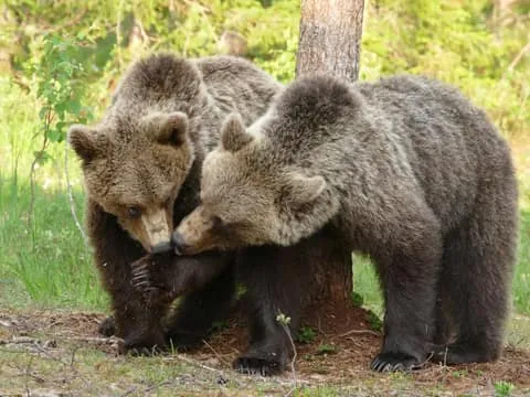 Suomussalmi, Finland: Bear Watching and photography night