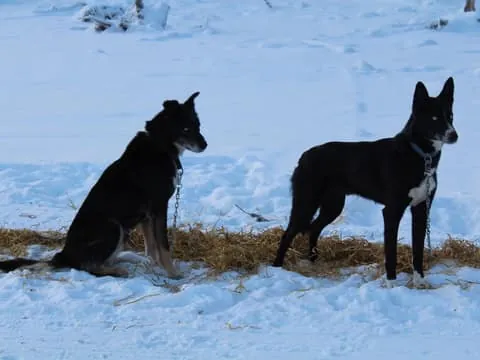 Pyhätunturi: Husky safari 5km including a farm visit