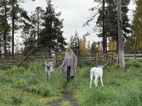 Reindeer Farm Visit & Wilderness Fell Adventure
