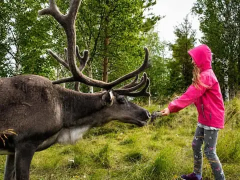 Meet & Feed Reindeer at a Reindeer Farm