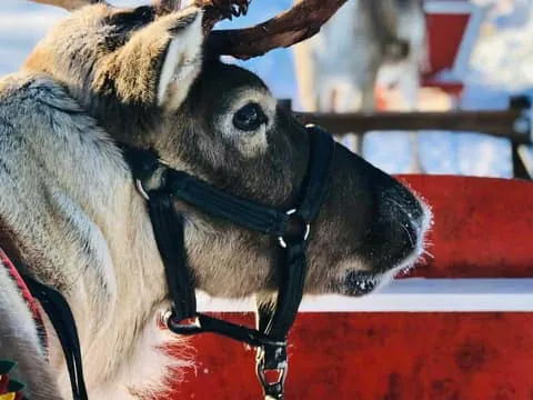 Arctic Huskies, Reindeer, Snowshoeing in the Wilderness