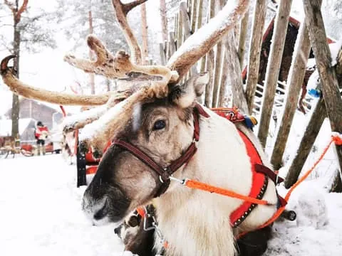 Arctic Animals Adventure with Lunch Buffet