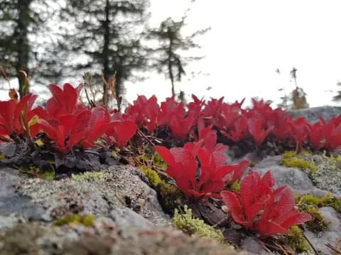 Hiking in Riisitunturi National Park