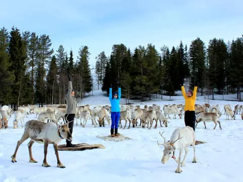 Reindeer yoga in Kuusamo