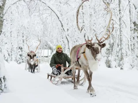 Saami Reindeer Farm Visit & Sleigh Ride
