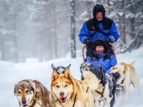 Husky and Reindeer farm with sleigh ride