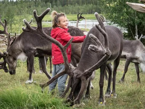 Reindeer Farm Visit in Autumn