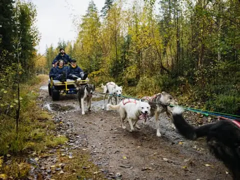 Guide-driven 3km husky cart ride and kennel tour