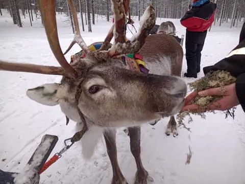 Northern Lights & Reindeer Sledding Tour