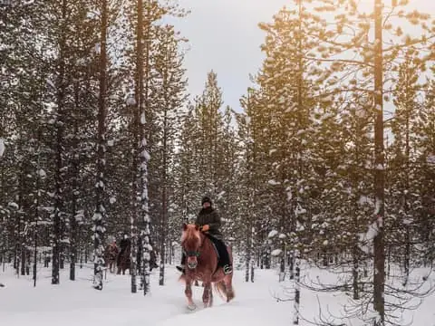 Arctic Trail Horse Riding Tour