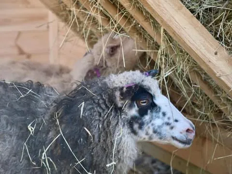 Experience Farm Visit | small group