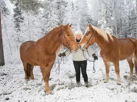 Late Night Ride with Finnhorses