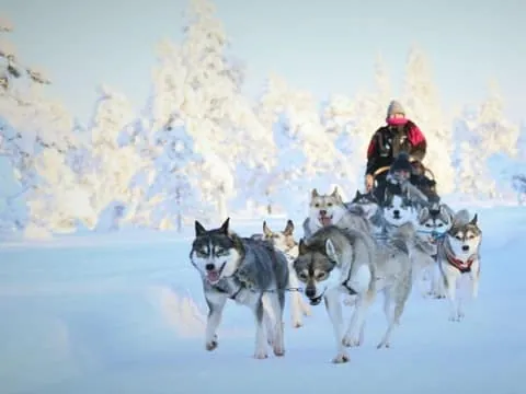 8-10km Husky Ride in the Taiga Forest & Visiting the Kennel